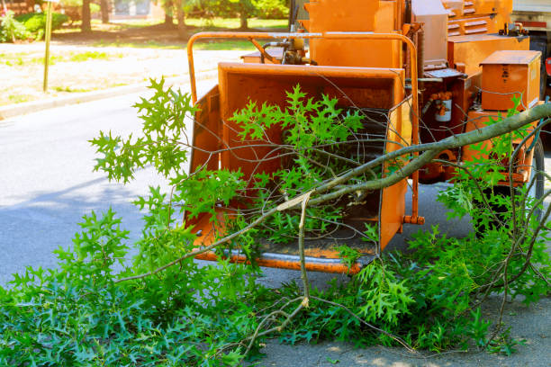 Best Lot and Land Clearing  in Atlanta, IL
