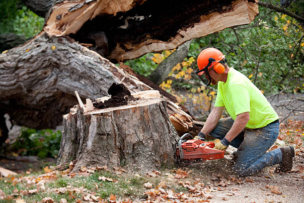 Best Tree Risk Assessment  in Atlanta, IL