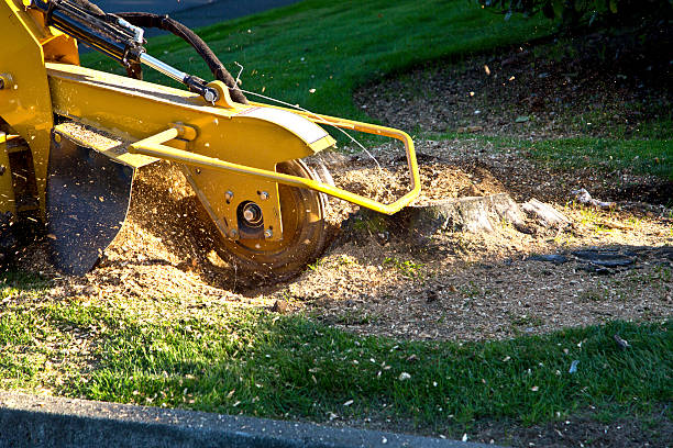 Best Tree Maintenance Programs  in Atlanta, IL