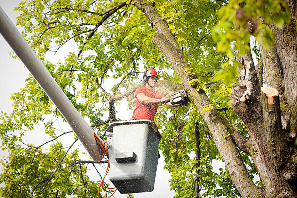 Best Tree Cabling and Bracing  in Atlanta, IL