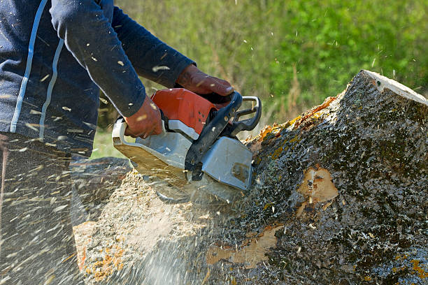 Best Hedge Trimming  in Atlanta, IL