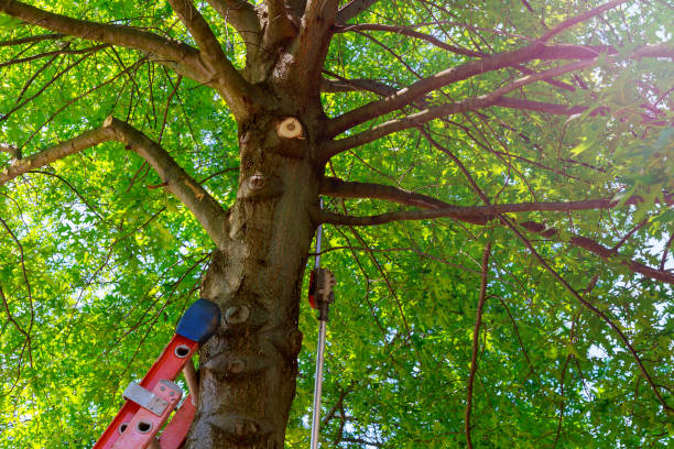 Best Tree Trimming and Pruning  in Atlanta, IL